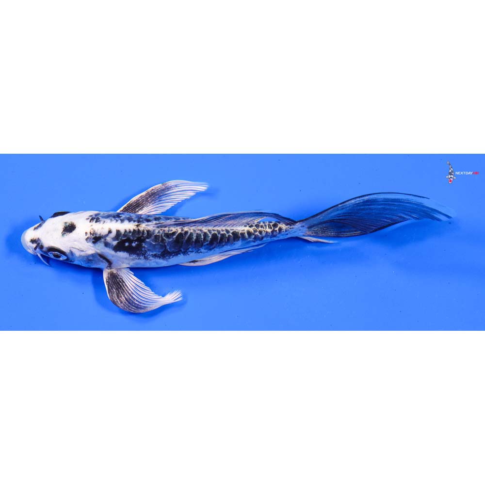 6” Imported Kikokuryu Butterfly Koi