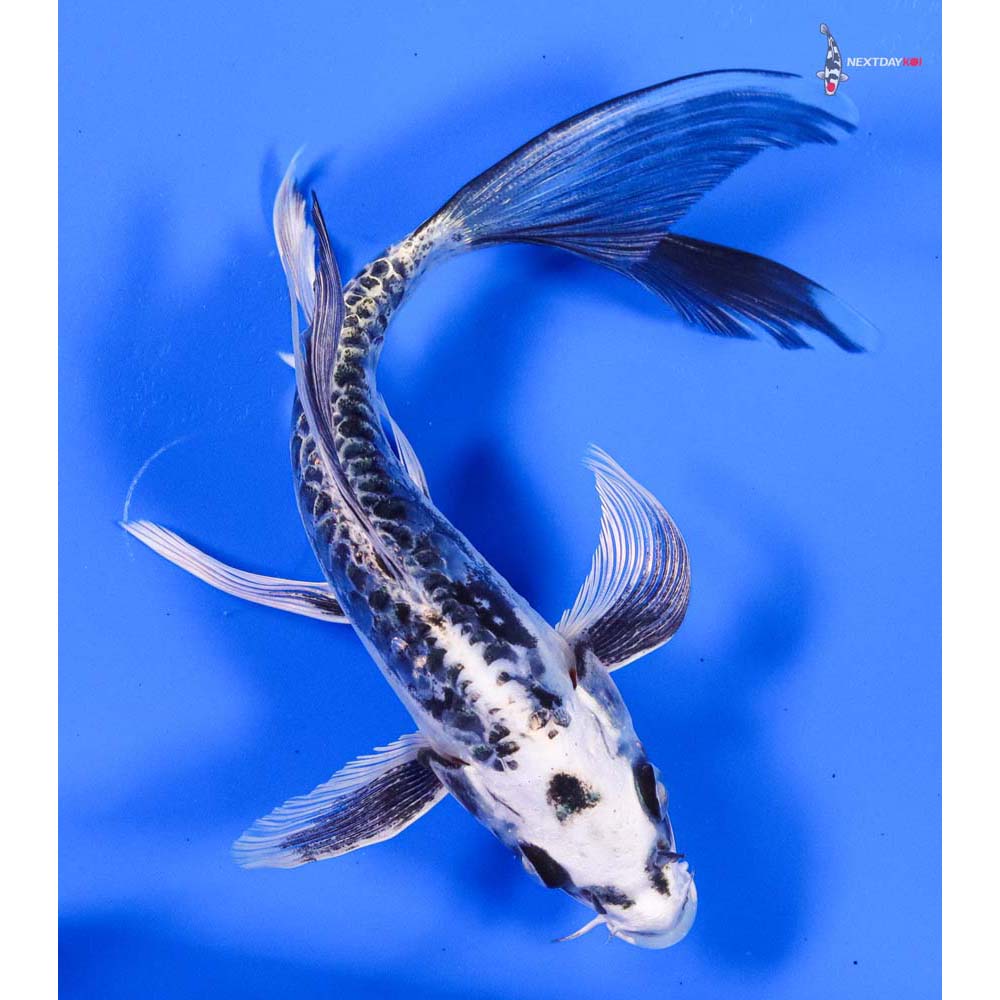 6” Imported Kikokuryu Butterfly Koi