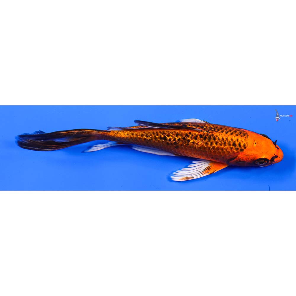 7” Imported Gin Rin Orenji Matsuba Butterfly Koi