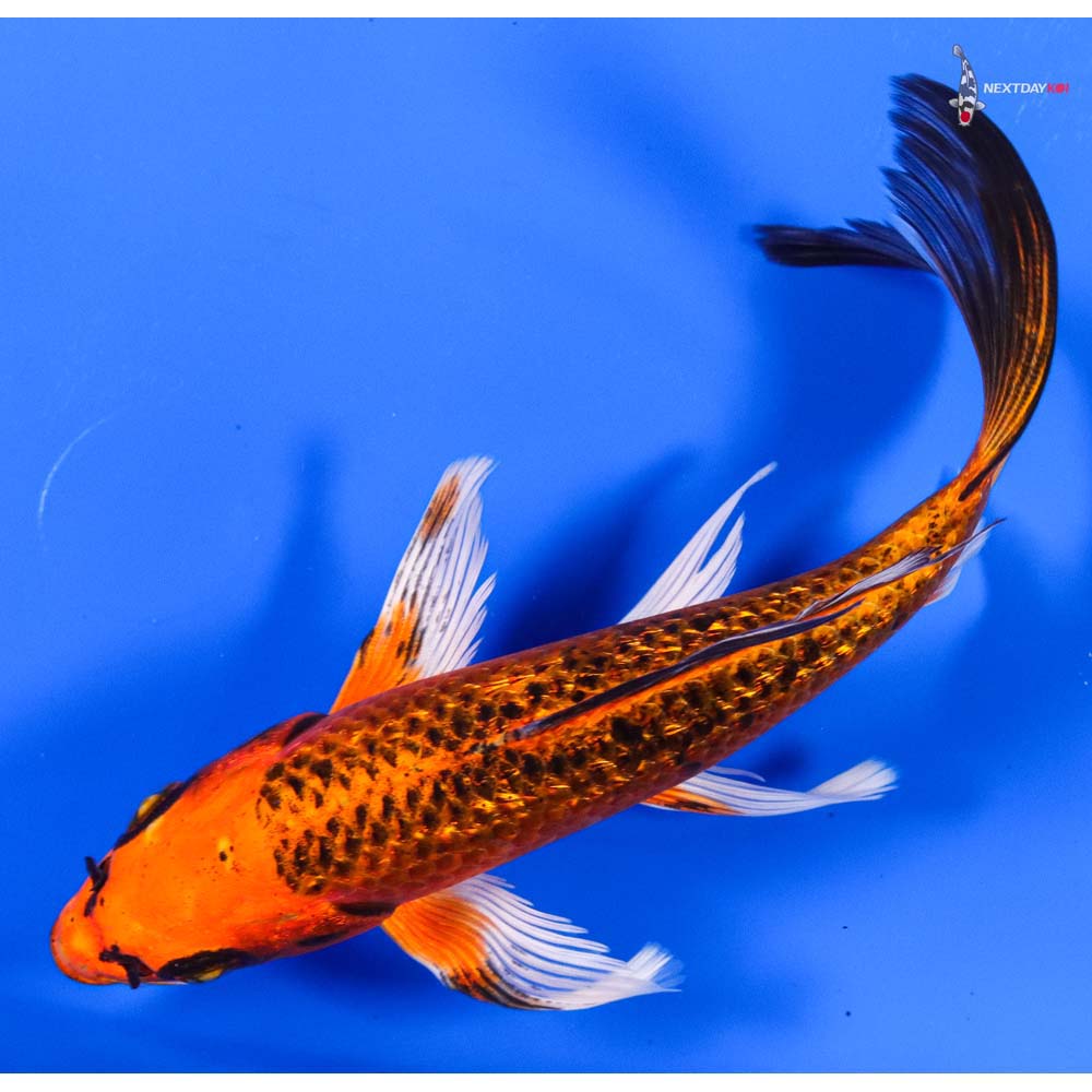 7” Imported Gin Rin Orenji Matsuba Butterfly Koi