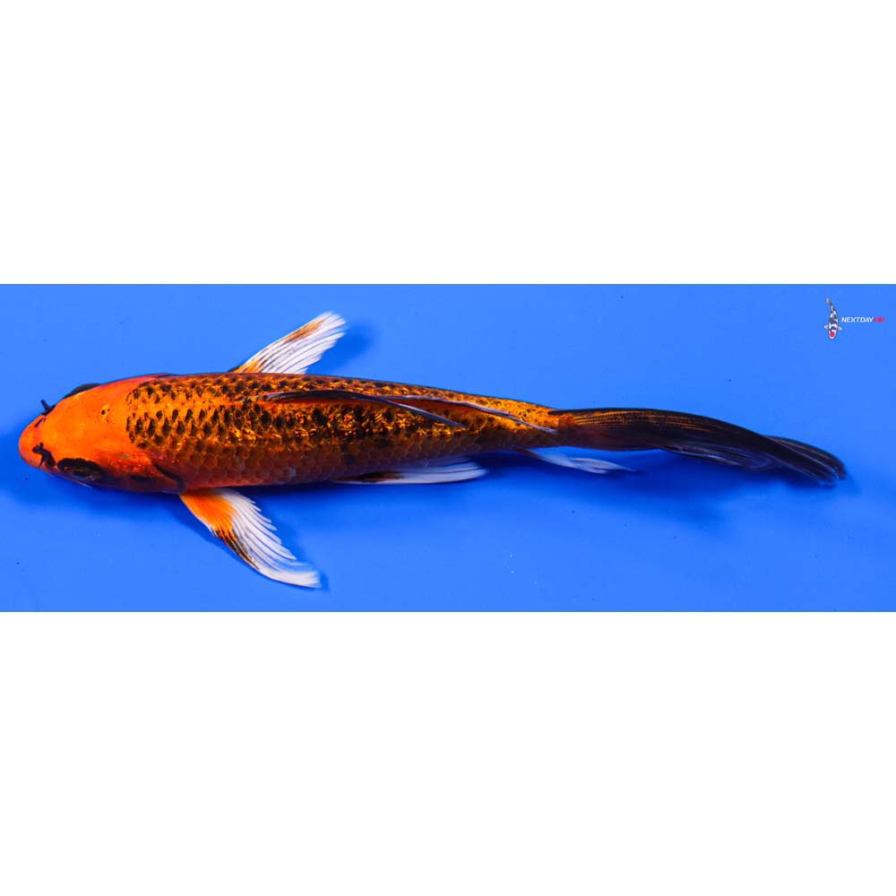 7” Imported Gin Rin Orenji Matsuba Butterfly Koi