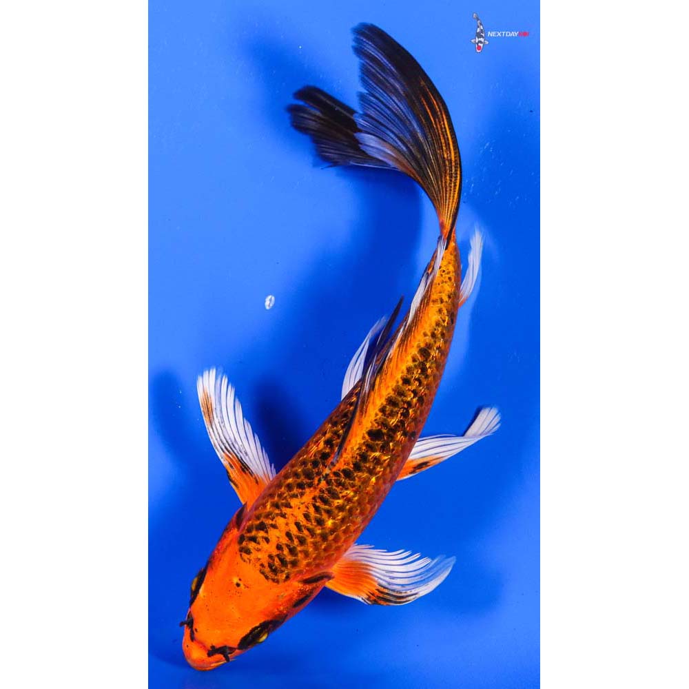 7” Imported Gin Rin Orenji Matsuba Butterfly Koi