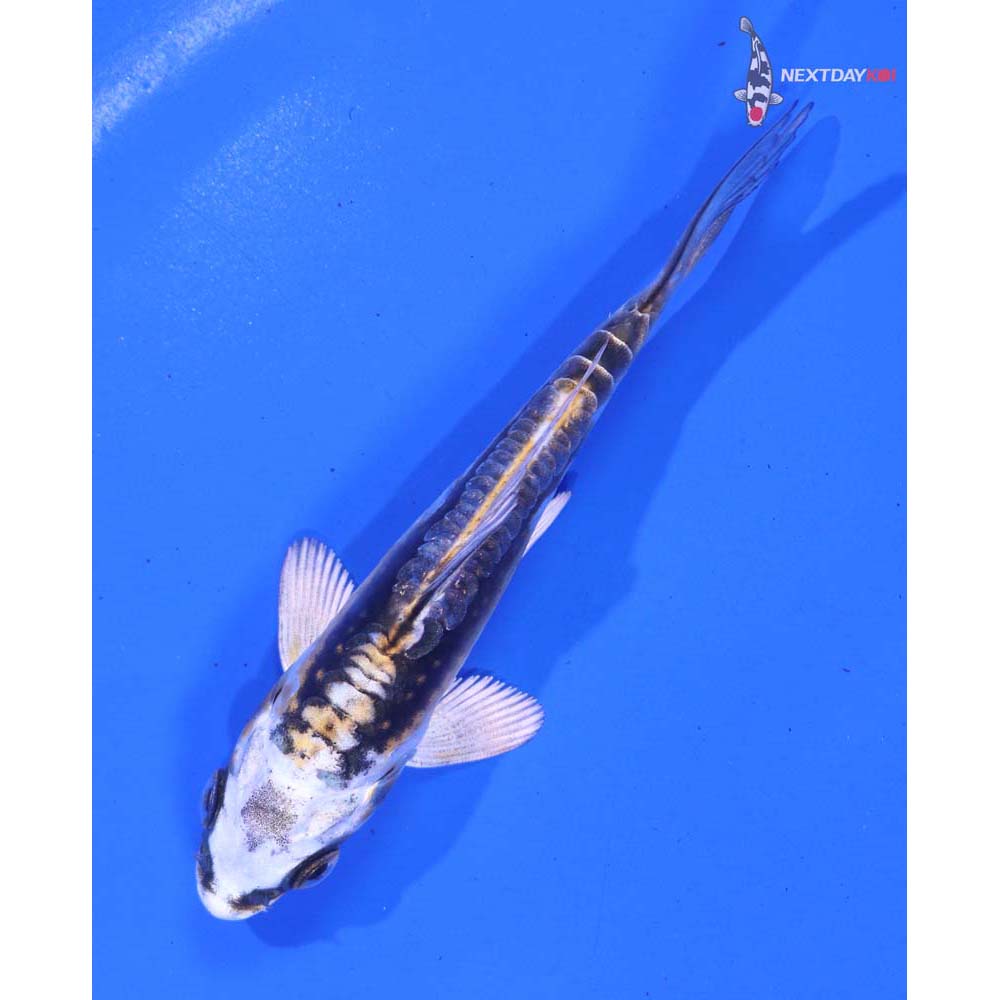 3.5” Imported Kin Kikokuryu