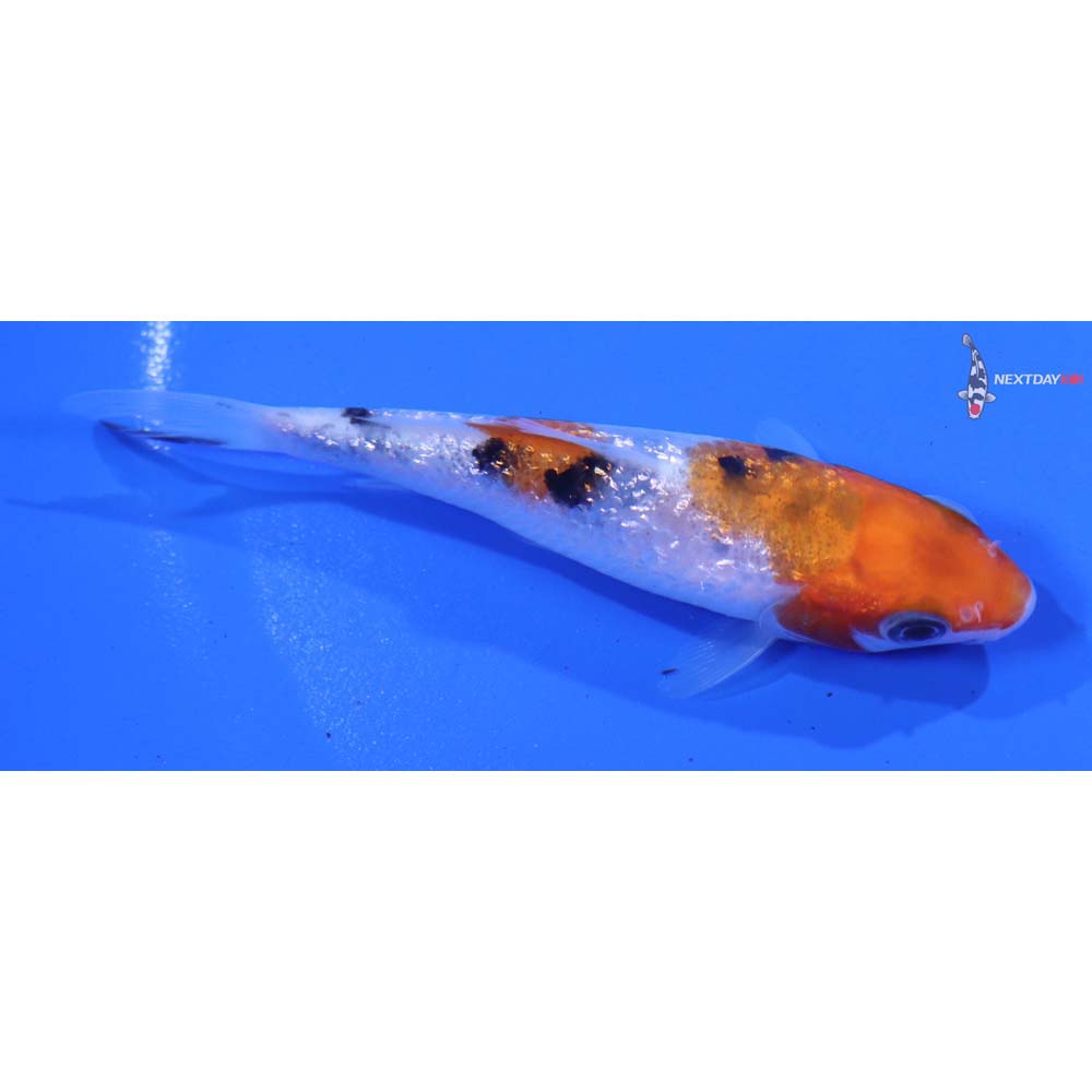 3.5” Imported Gin Rin Sanke