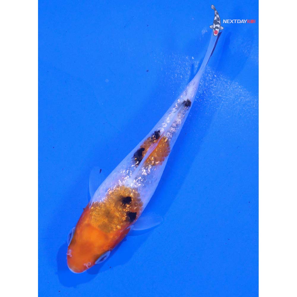 3.5” Imported Gin Rin Sanke