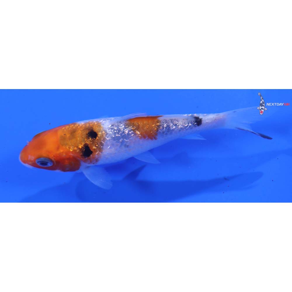 3.5” Imported Gin Rin Sanke