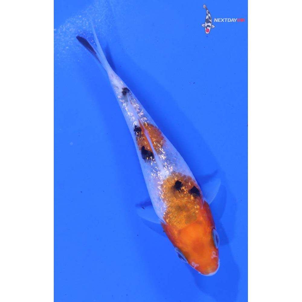 3.5” Imported Gin Rin Sanke