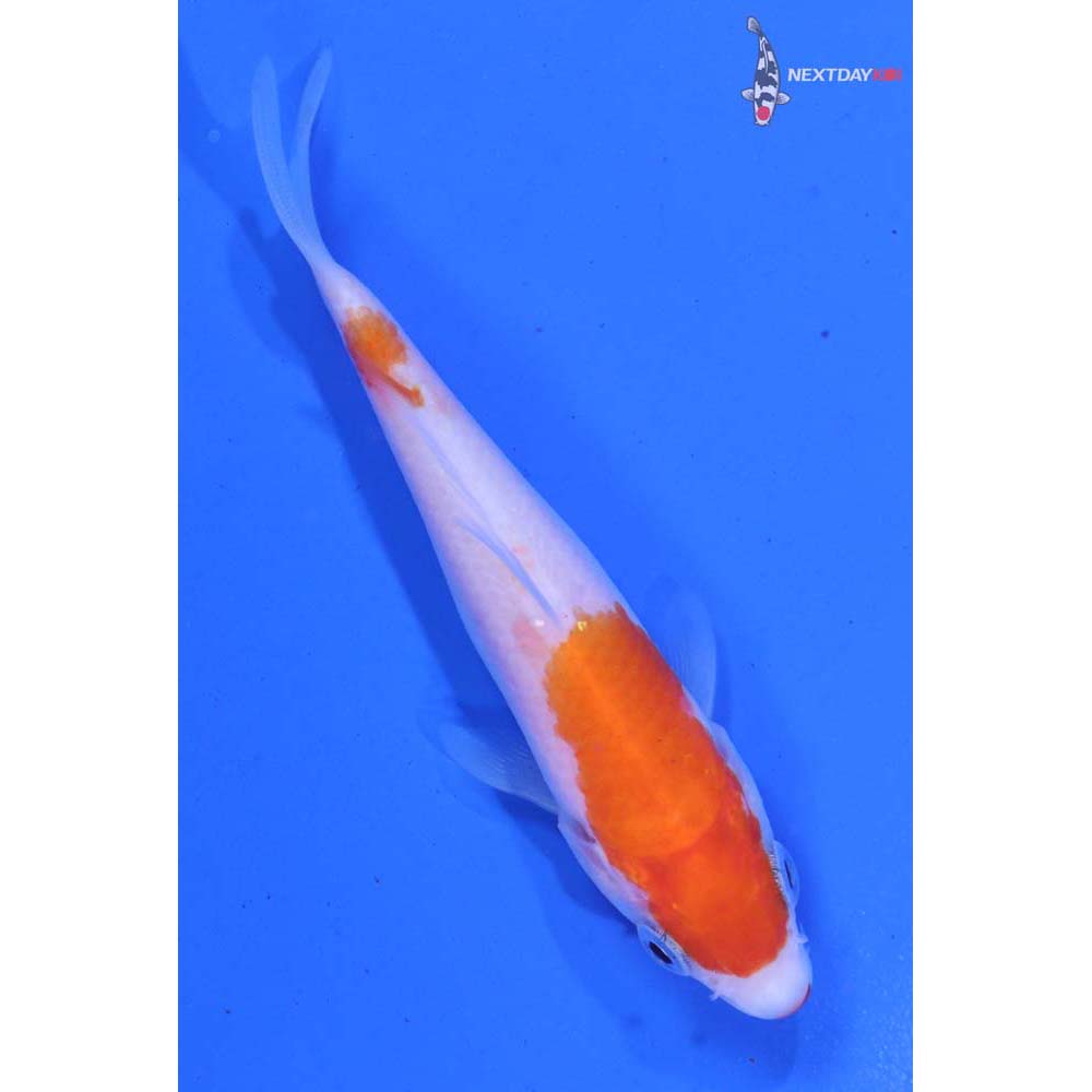 3.5” Imported Kohaku