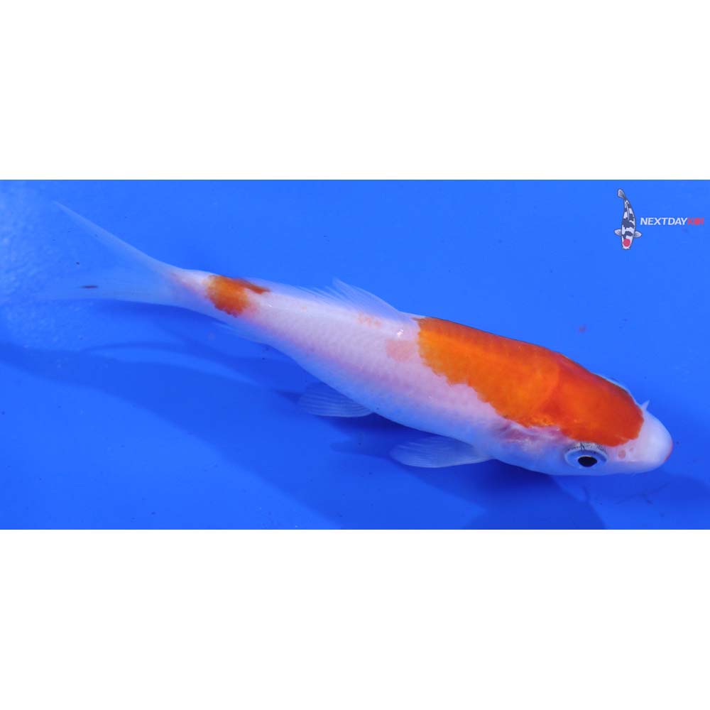 3.5” Imported Kohaku