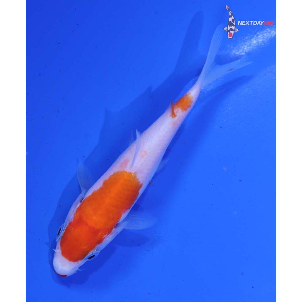 3.5” Imported Kohaku