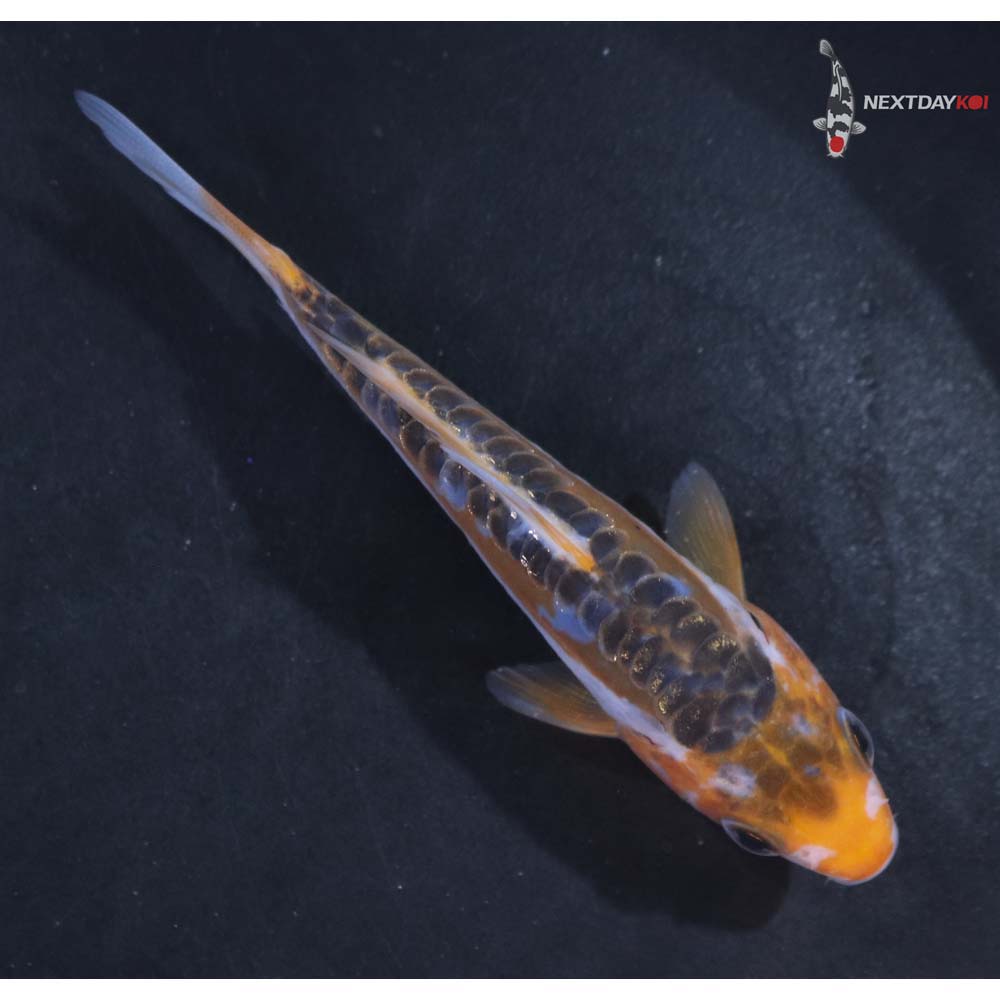 3.5” Imported Shusui