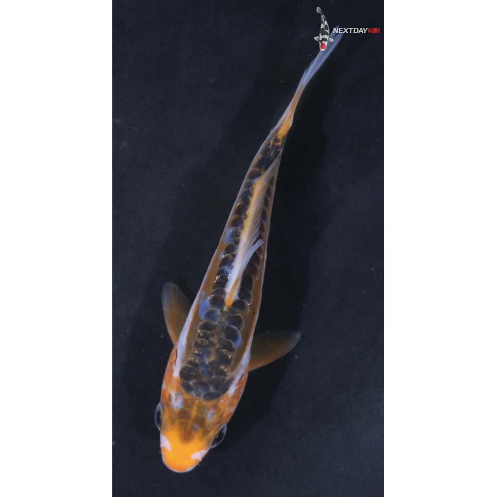 3.5” Imported Shusui