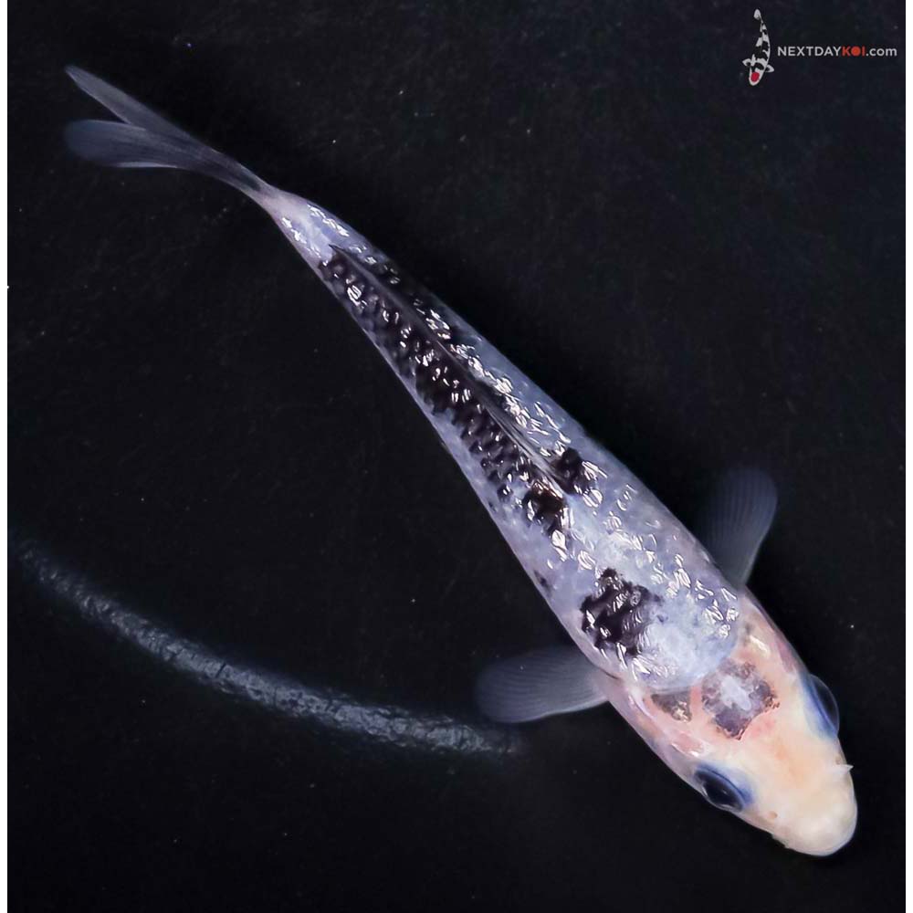 4” Imported Gin Rin Shiro Bekko