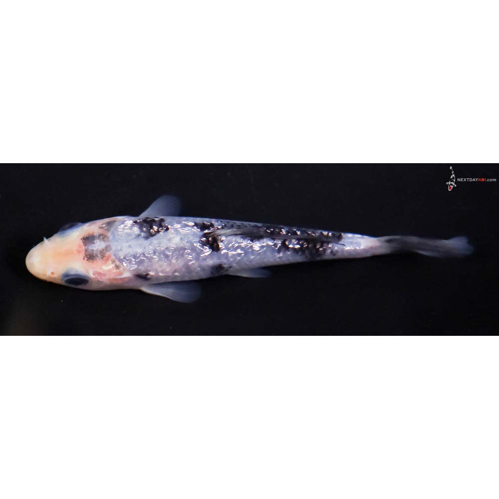 4” Imported Gin Rin Shiro Bekko