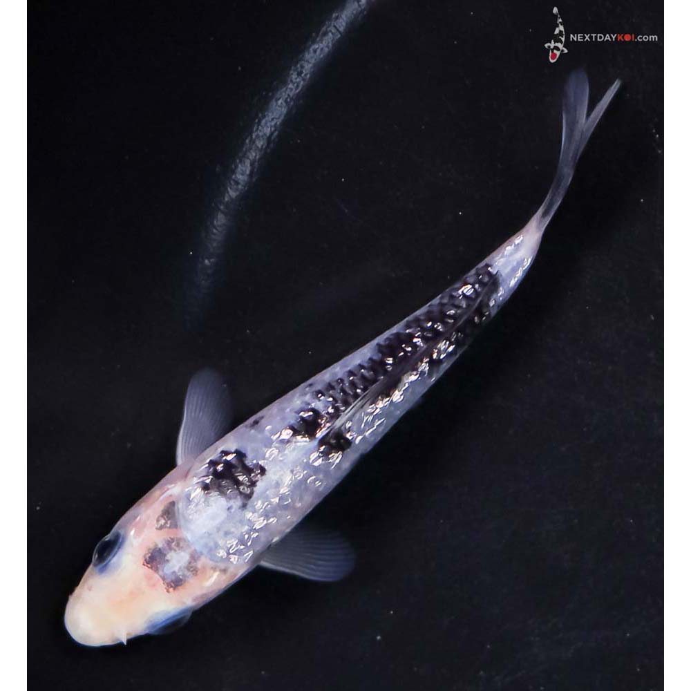 4” Imported Gin Rin Shiro Bekko