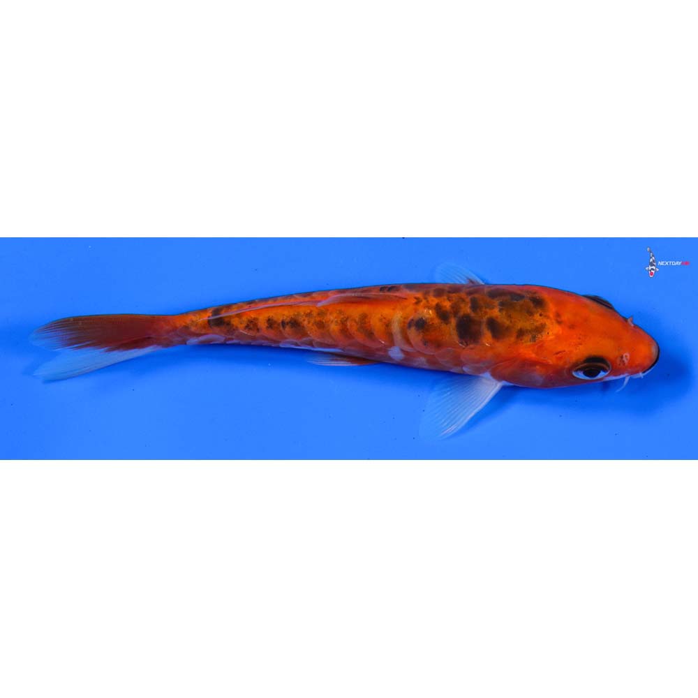 5” Imported Hana Shusui
