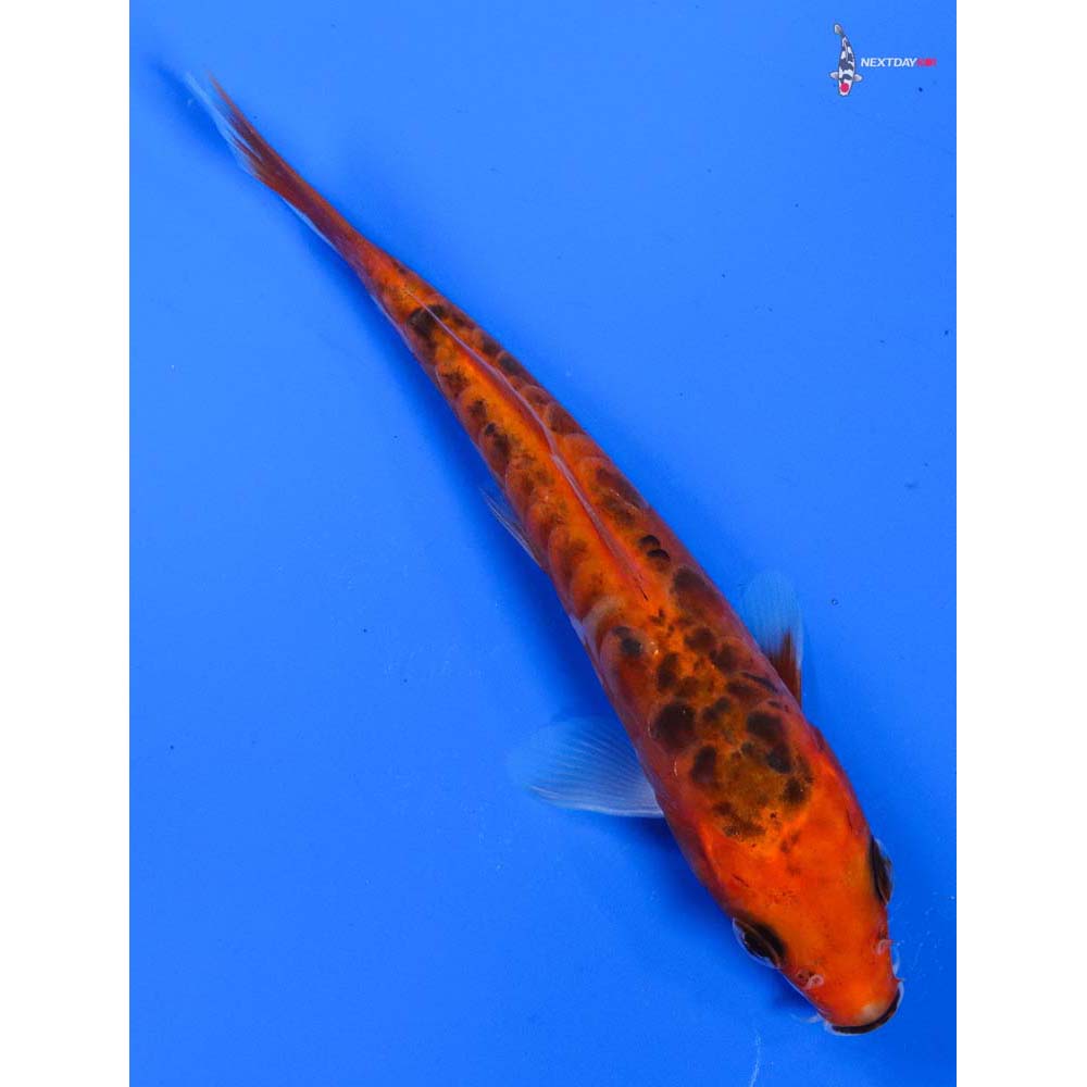 5” Imported Hana Shusui