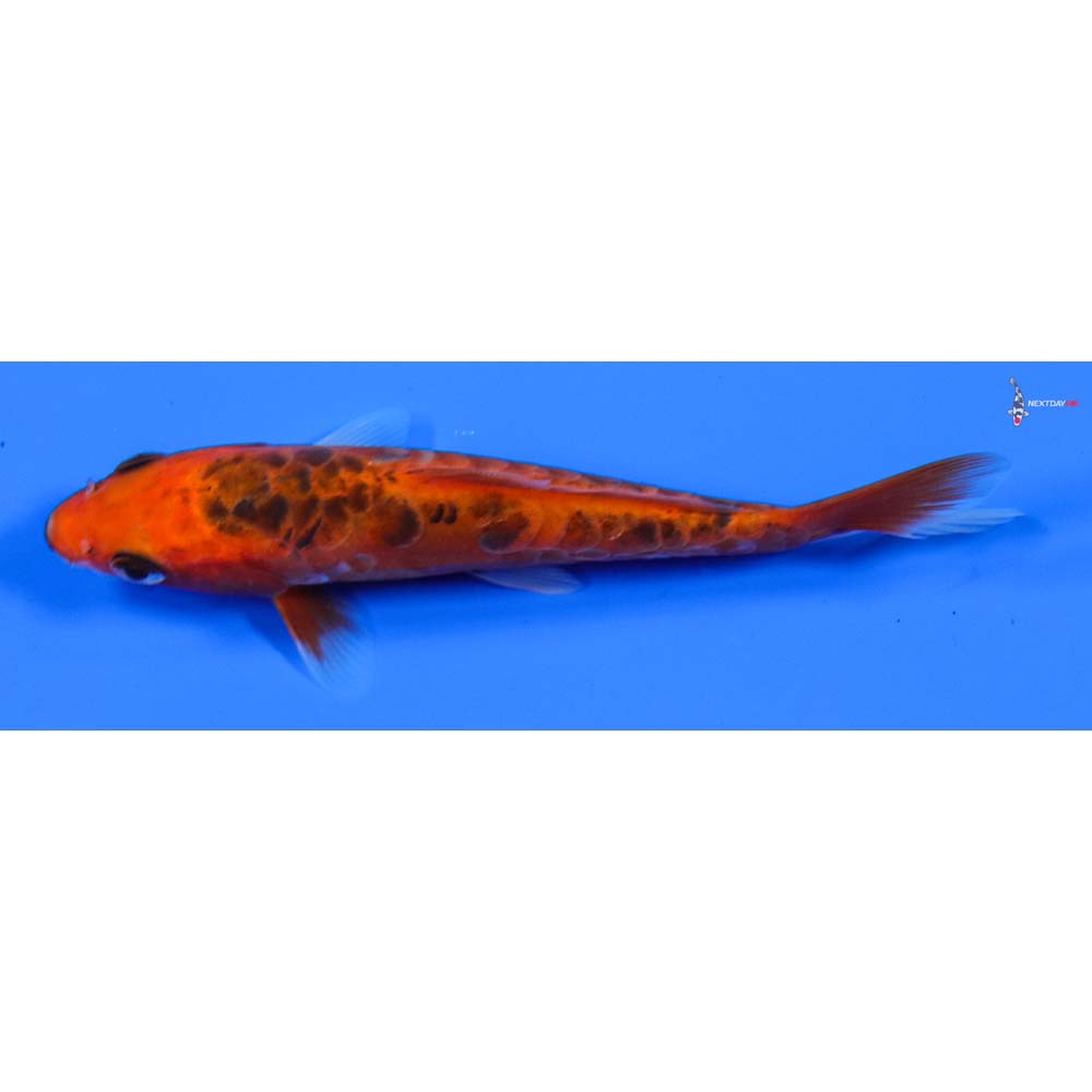 5” Imported Hana Shusui