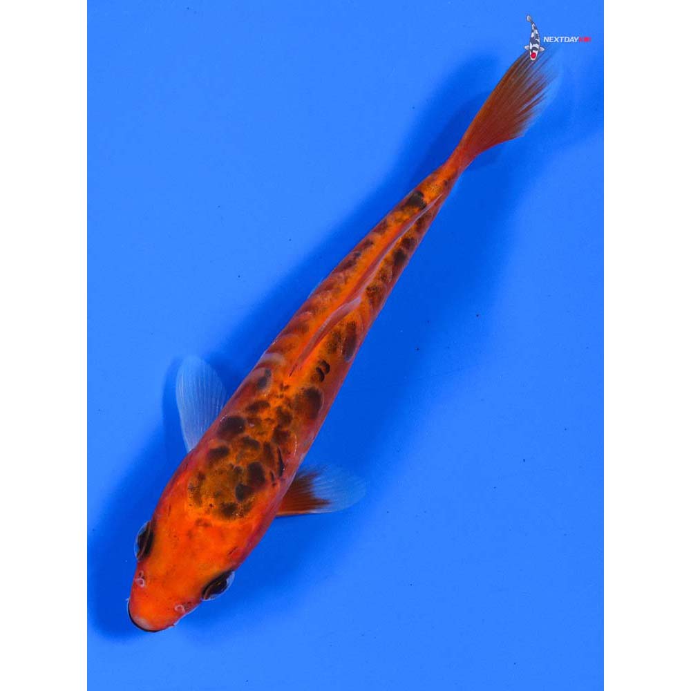 5” Imported Hana Shusui