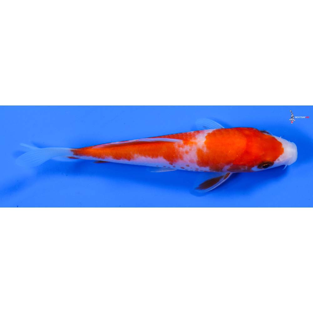 5” Imported Kohaku