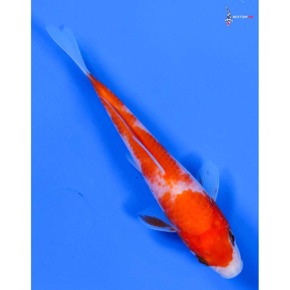 5” Imported Kohaku