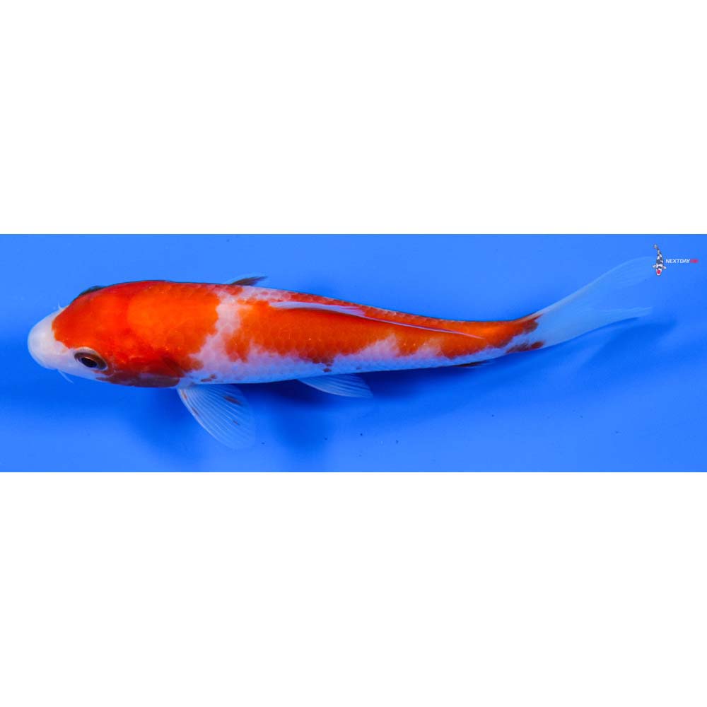 5” Imported Kohaku
