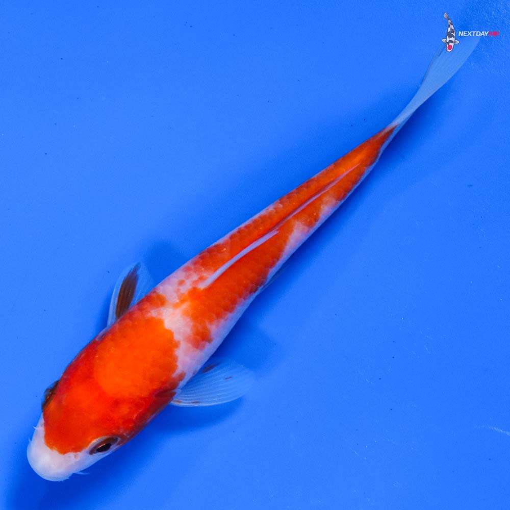 5” Imported Kohaku