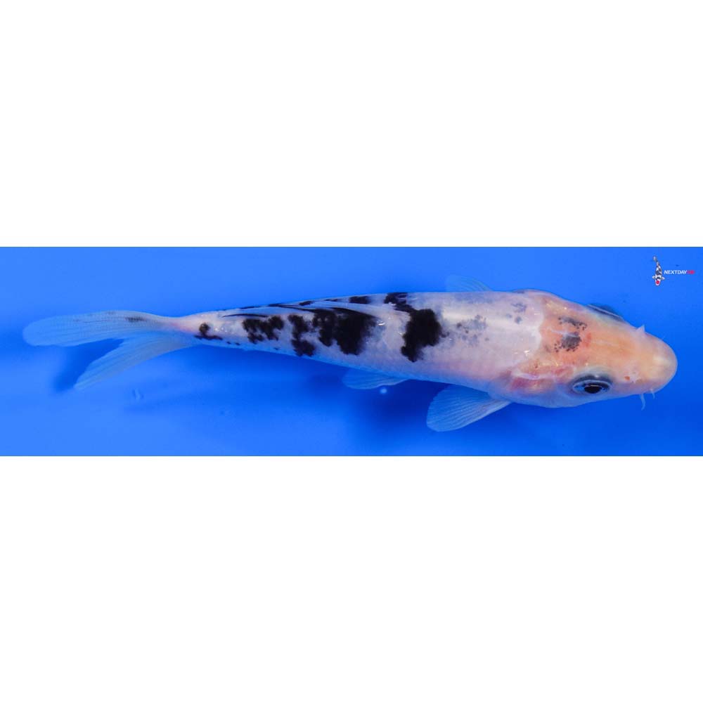 5” Imported Shiro Bekko