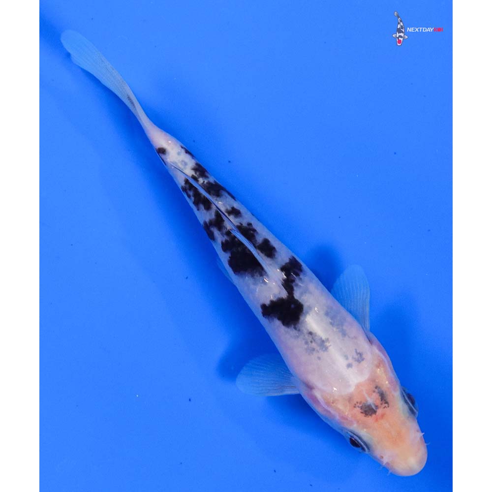 5” Imported Shiro Bekko