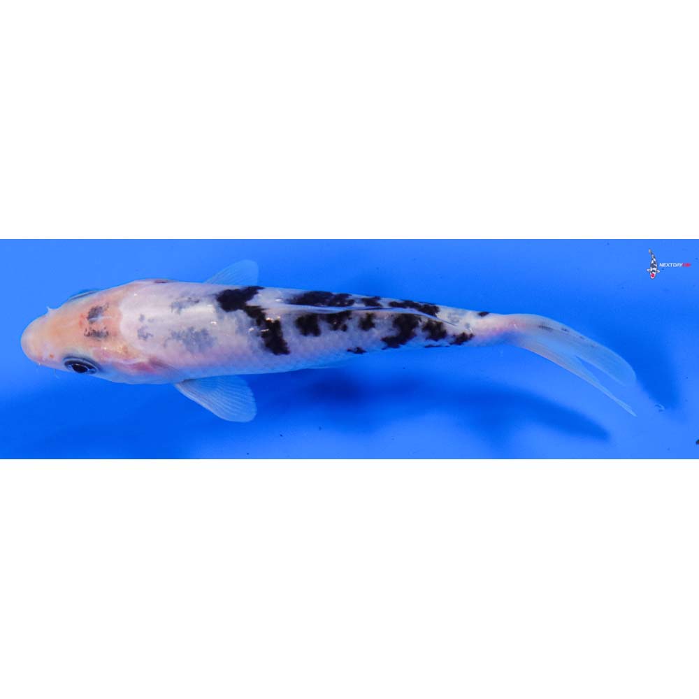 5” Imported Shiro Bekko