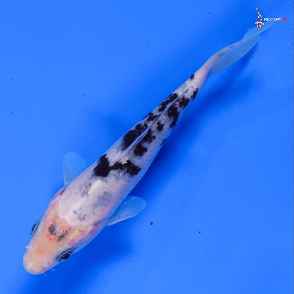 5” Imported Shiro Bekko