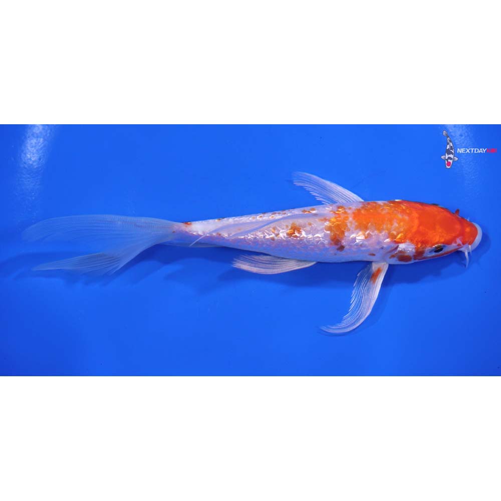 6” Imported Gin Rin Hariwake Butterfly Koi