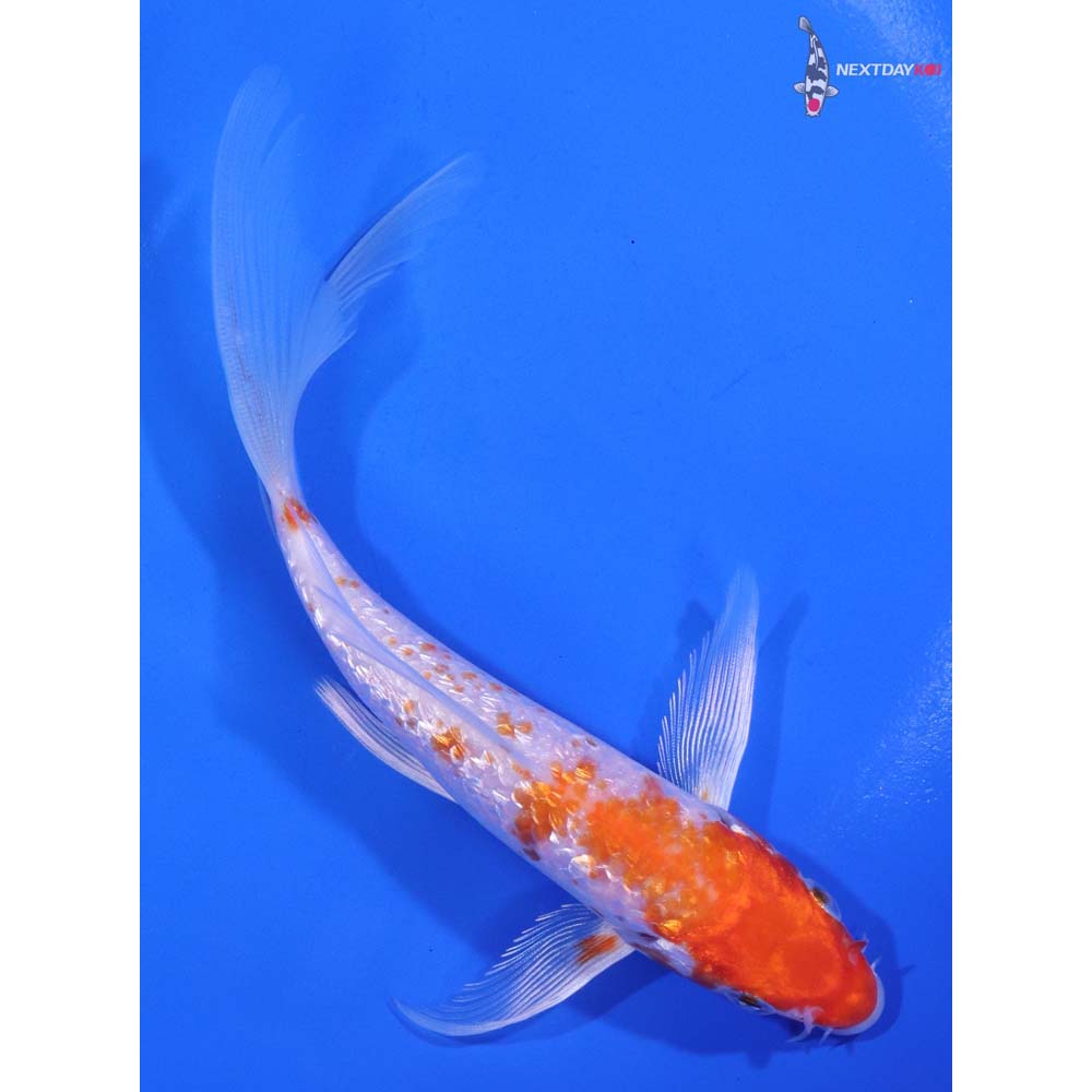 6” Imported Gin Rin Hariwake Butterfly Koi