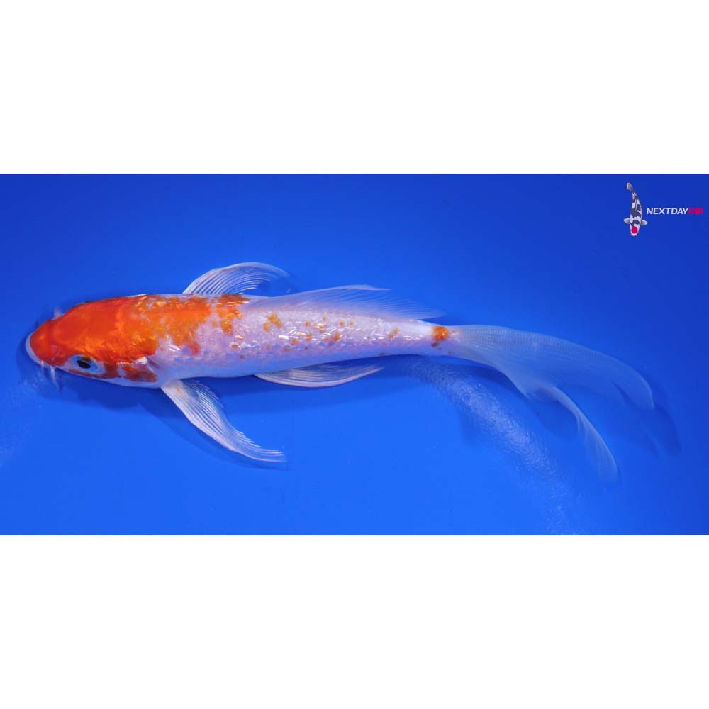6” Imported Gin Rin Hariwake Butterfly Koi