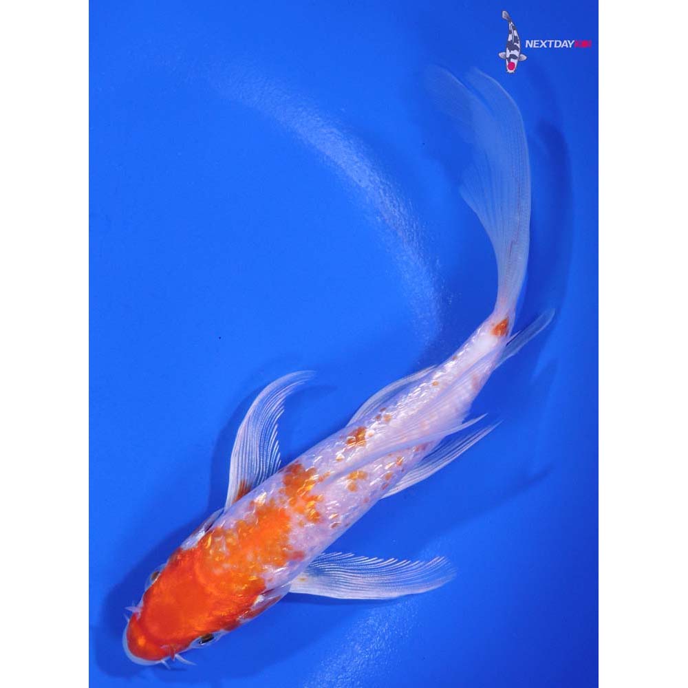 6” Imported Gin Rin Hariwake Butterfly Koi