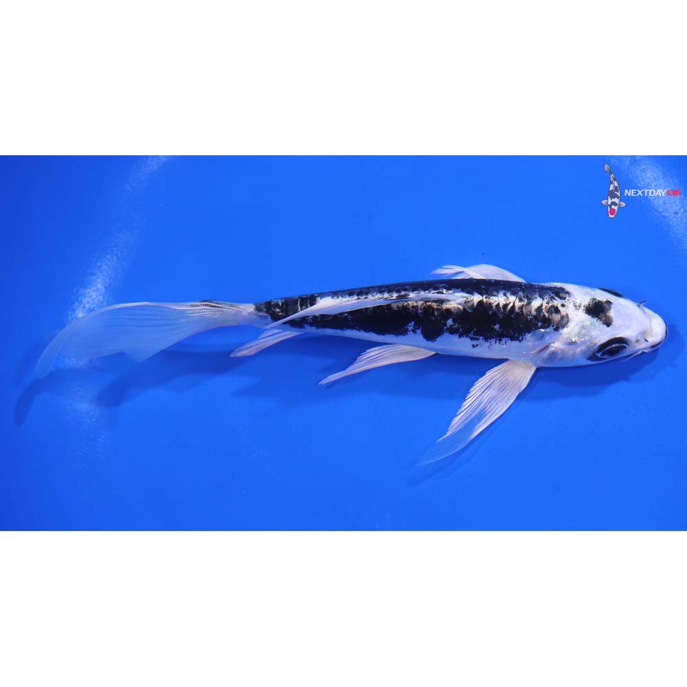 6” Imported Kikokuryu Butterfly Koi