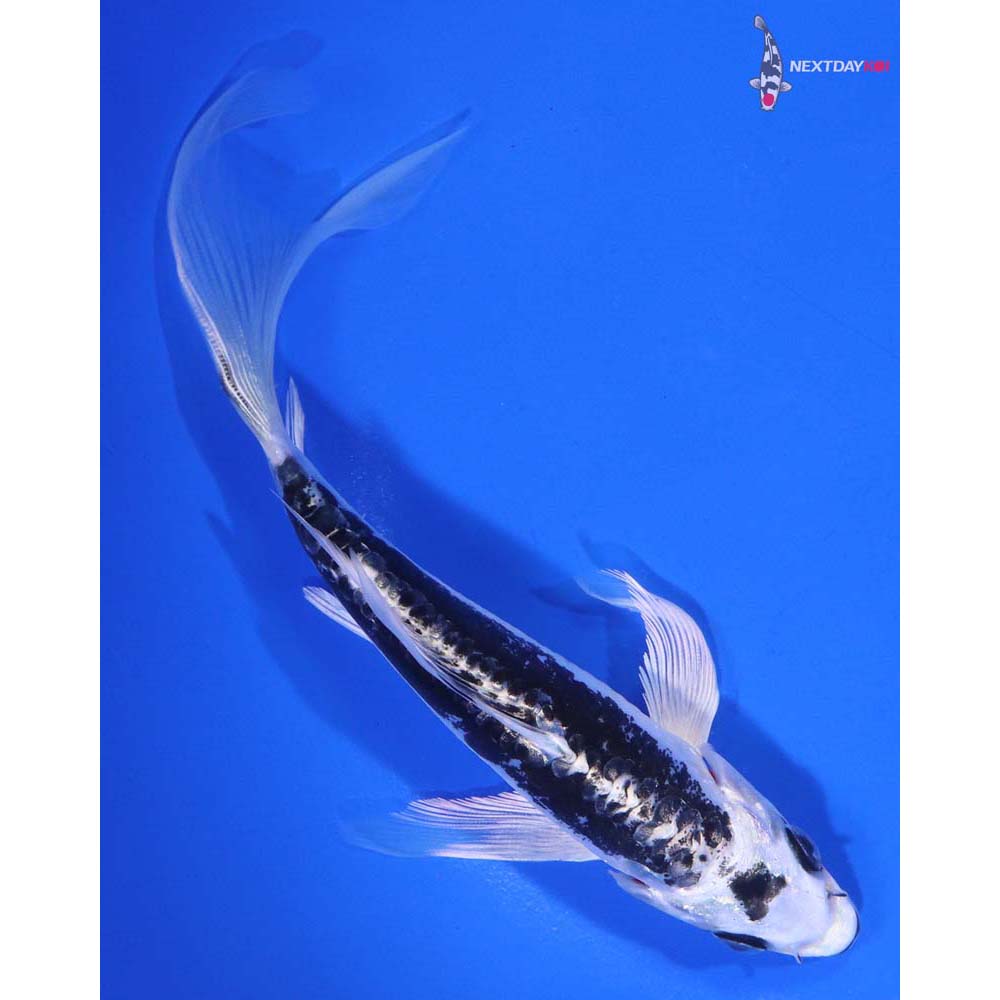 6” Imported Kikokuryu Butterfly Koi