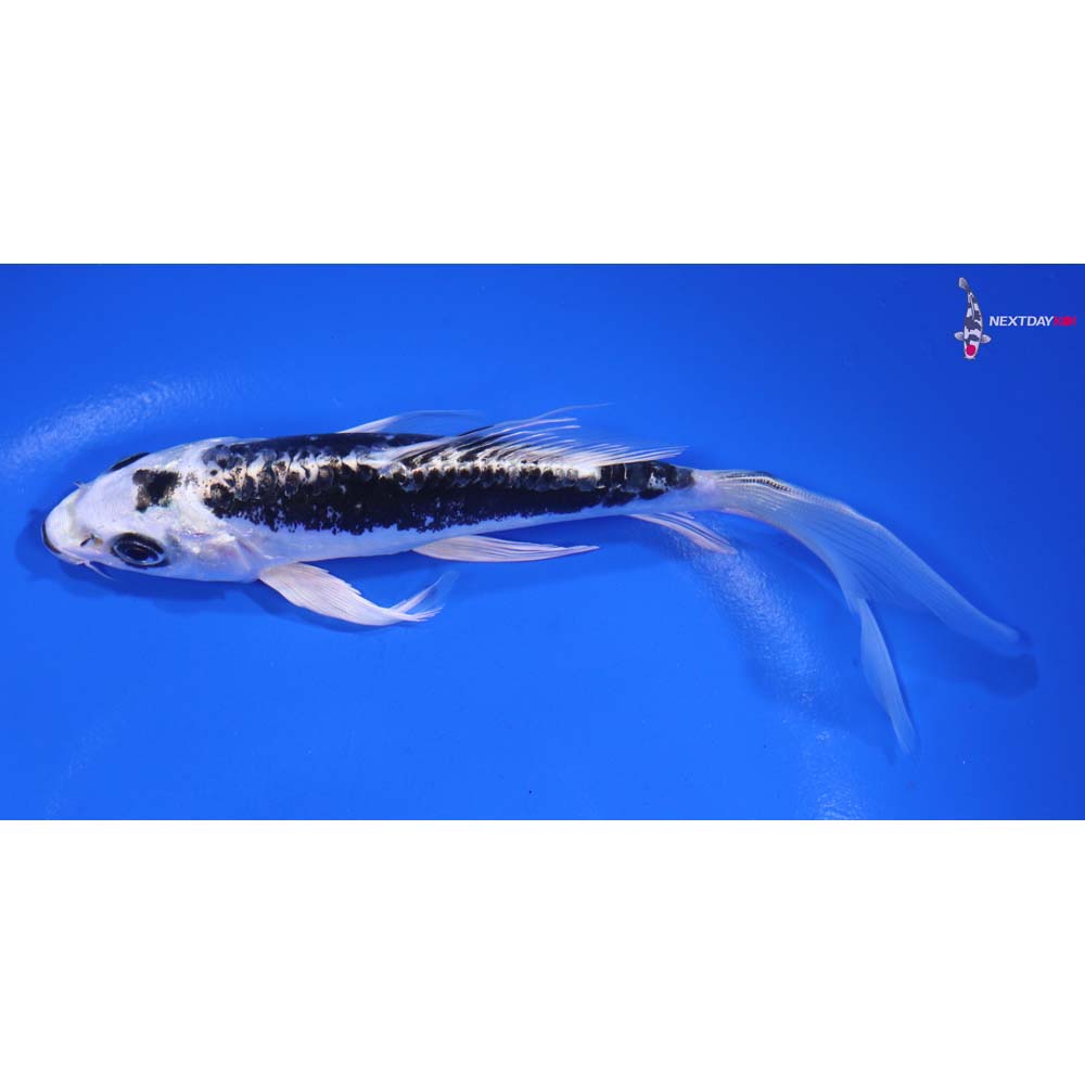 6” Imported Kikokuryu Butterfly Koi