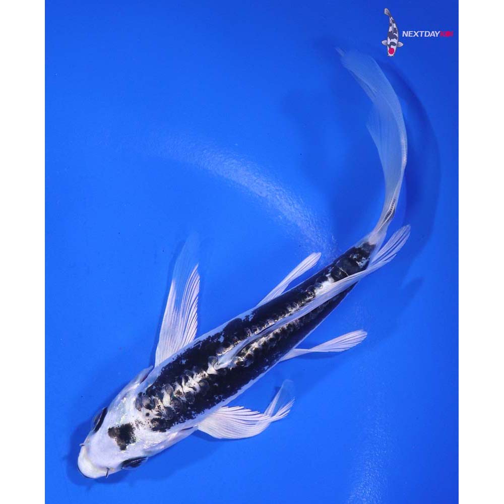 6” Imported Kikokuryu Butterfly Koi