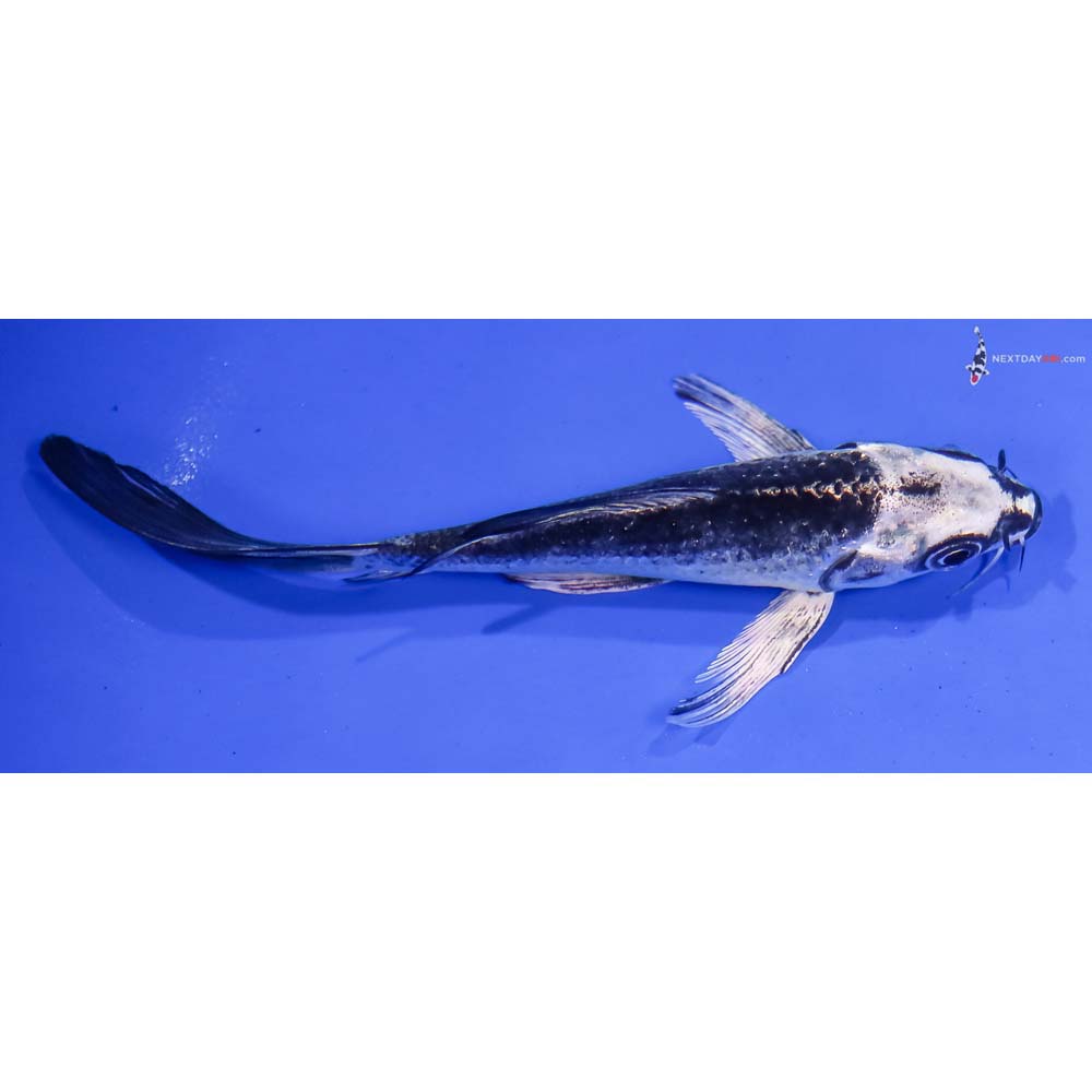 5.5” Imported Gin Matsuba Butterfly Koi