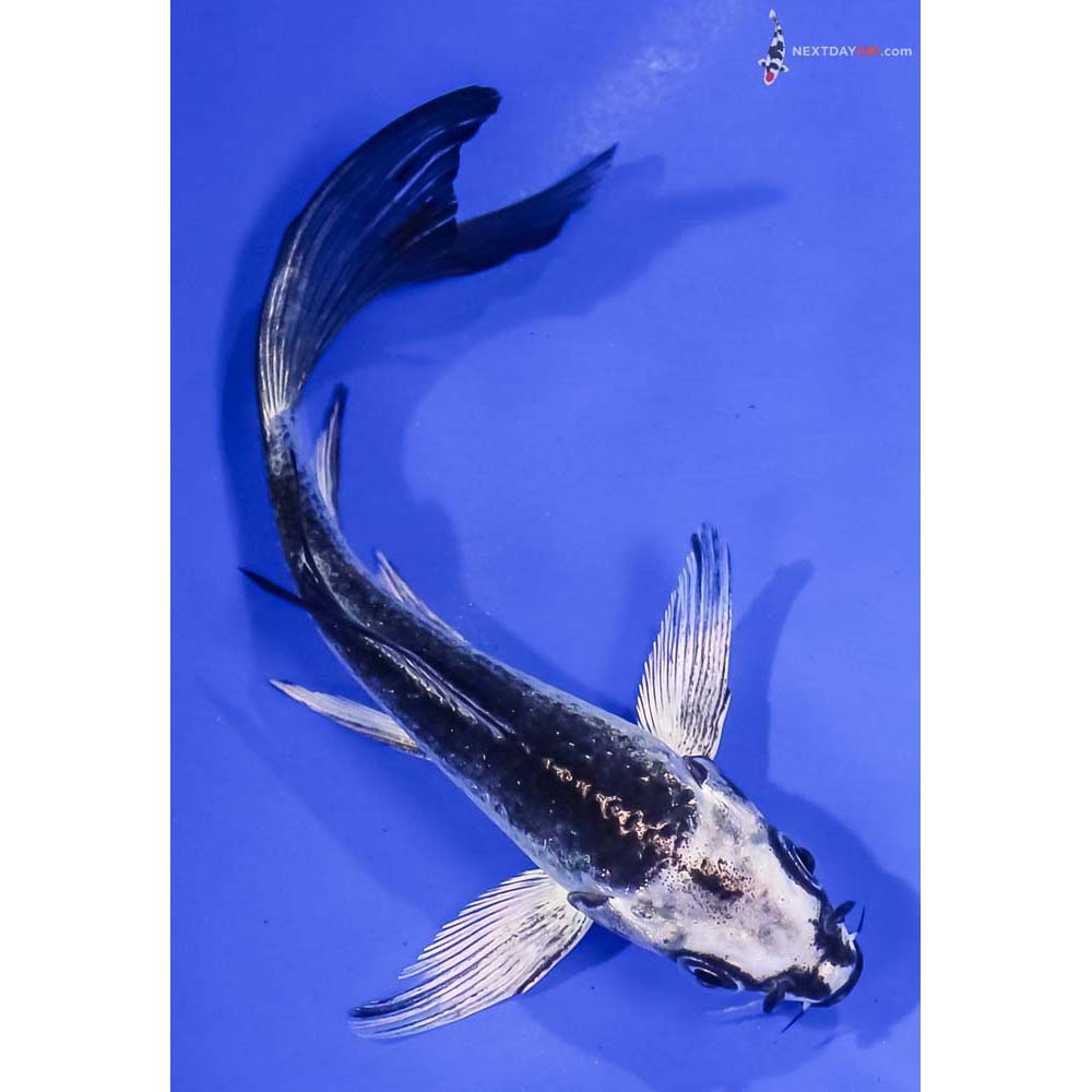 5.5” Imported Gin Matsuba Butterfly Koi