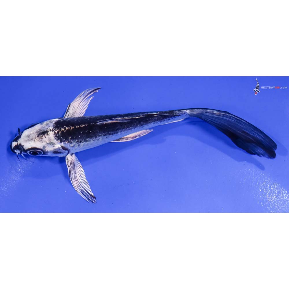 5.5” Imported Gin Matsuba Butterfly Koi