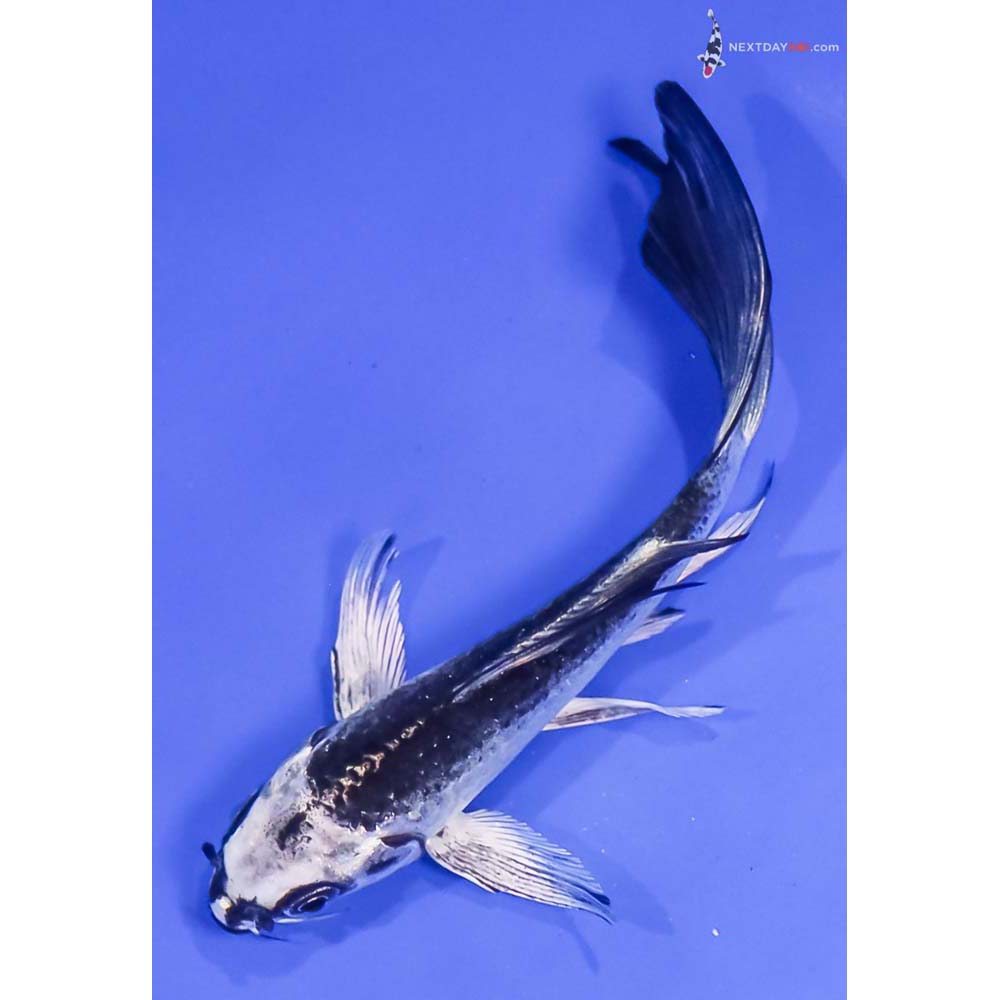 5.5” Imported Gin Matsuba Butterfly Koi