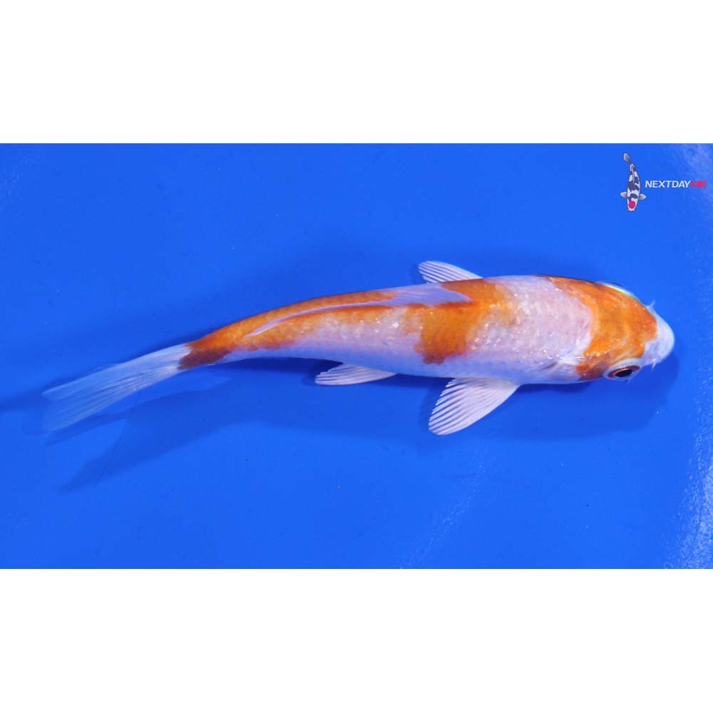 3.5” Imported Gin Rin Hariwake