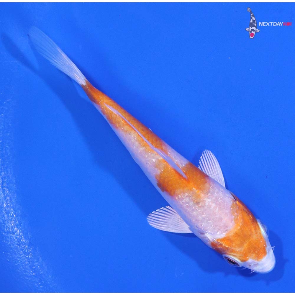 3.5” Imported Gin Rin Hariwake