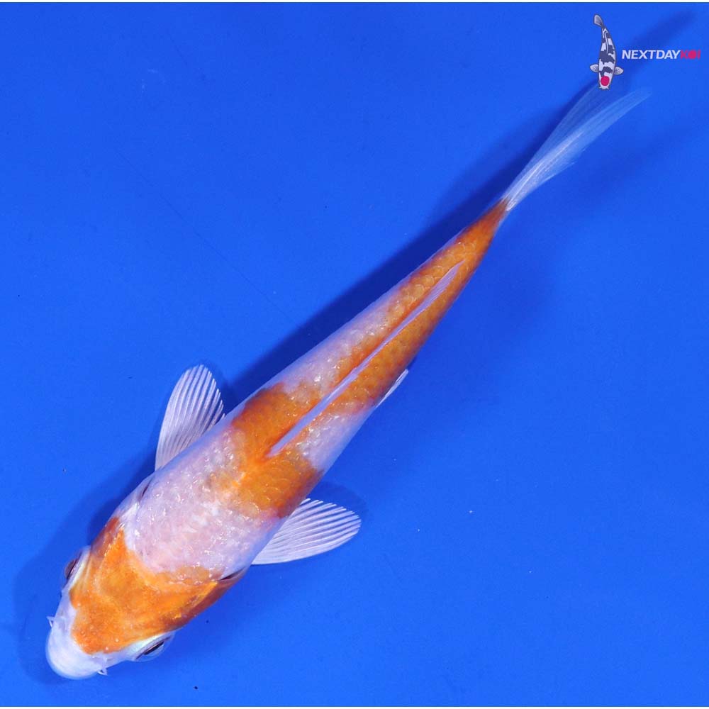 3.5” Imported Gin Rin Hariwake