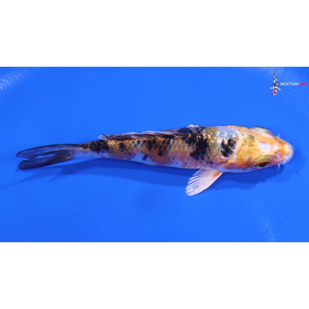 3.5” Imported Yamato Nishiki