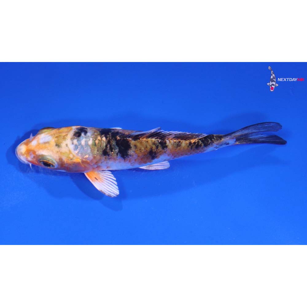 3.5” Imported Yamato Nishiki