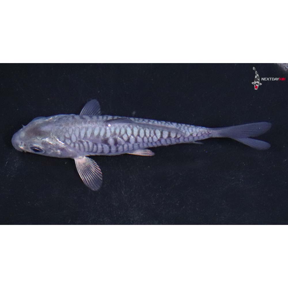 3.5” Imported Armor Scaled Soragoi