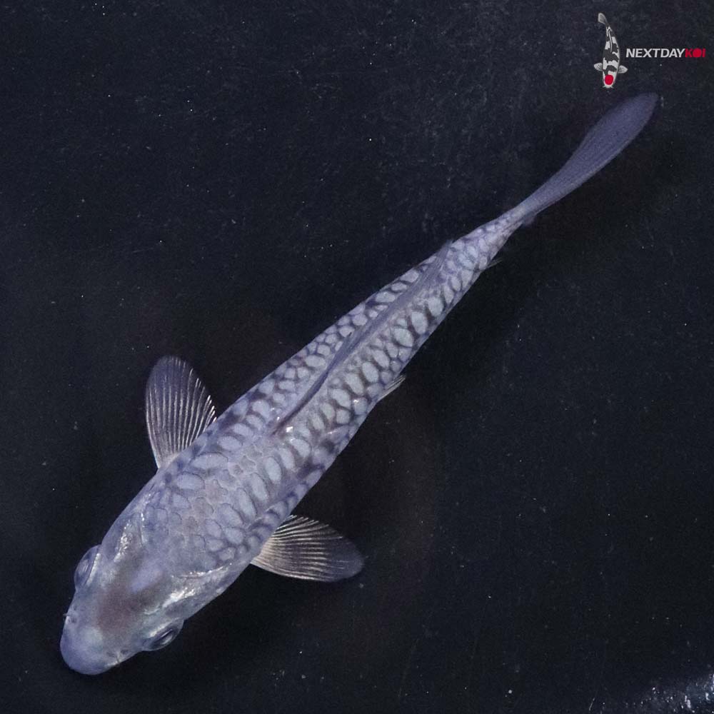 3.5” Imported Armor Scaled Soragoi